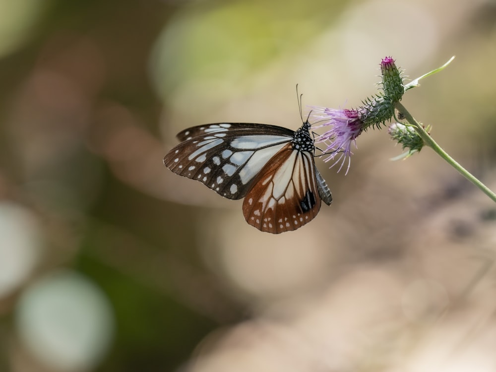 a butterfly that is sitting on a flower