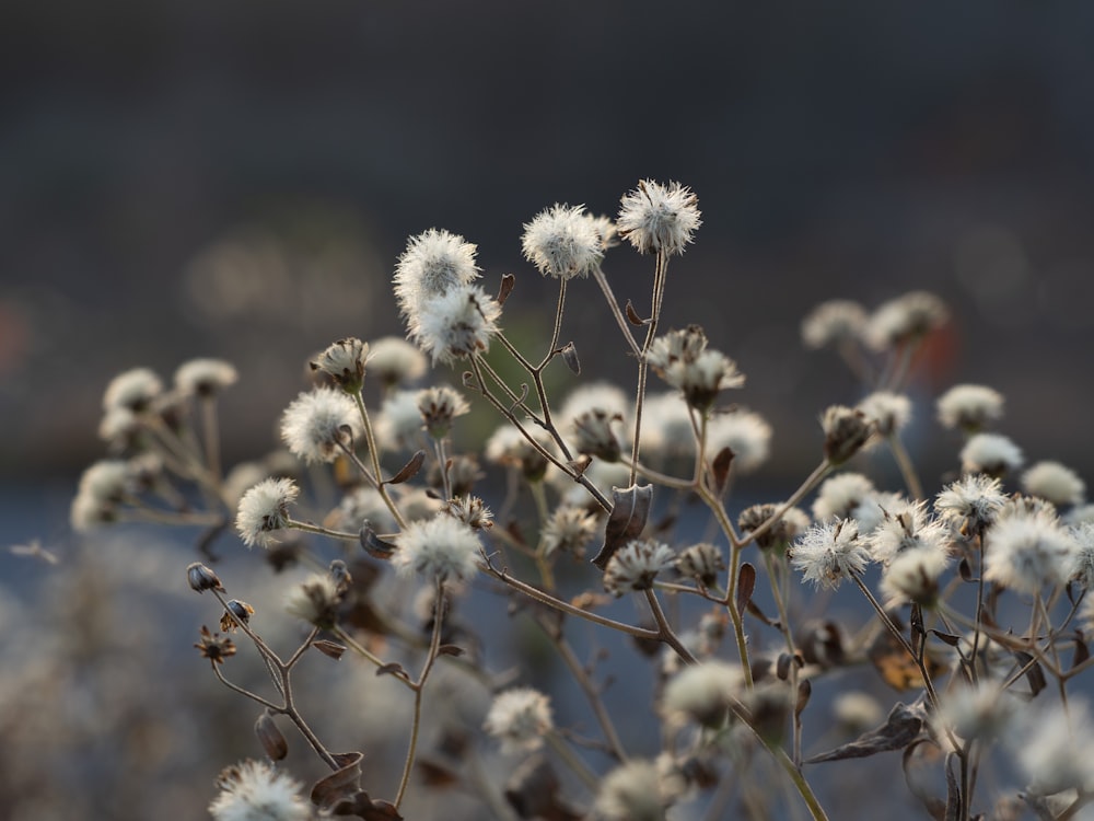 a close up of a bunch of white flowers