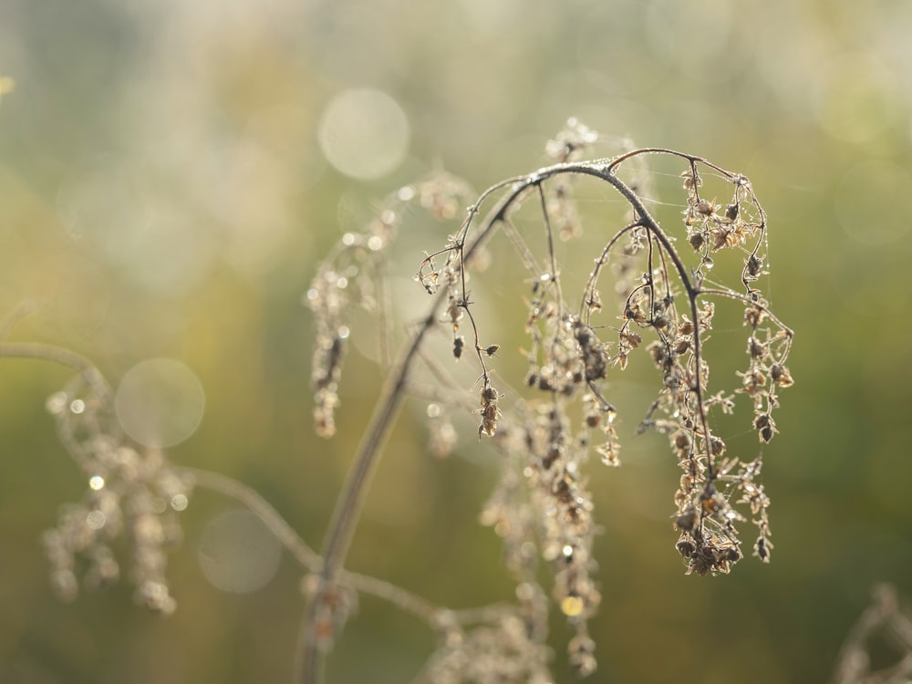 a close up of a plant with drops of water on it