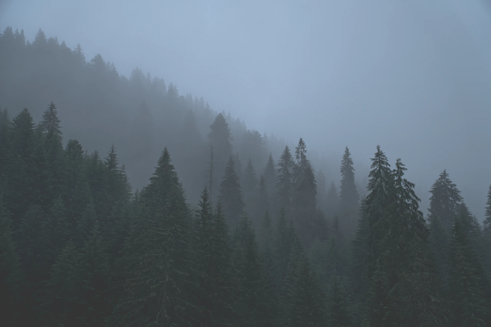 Fog moving through a forest of tall trees