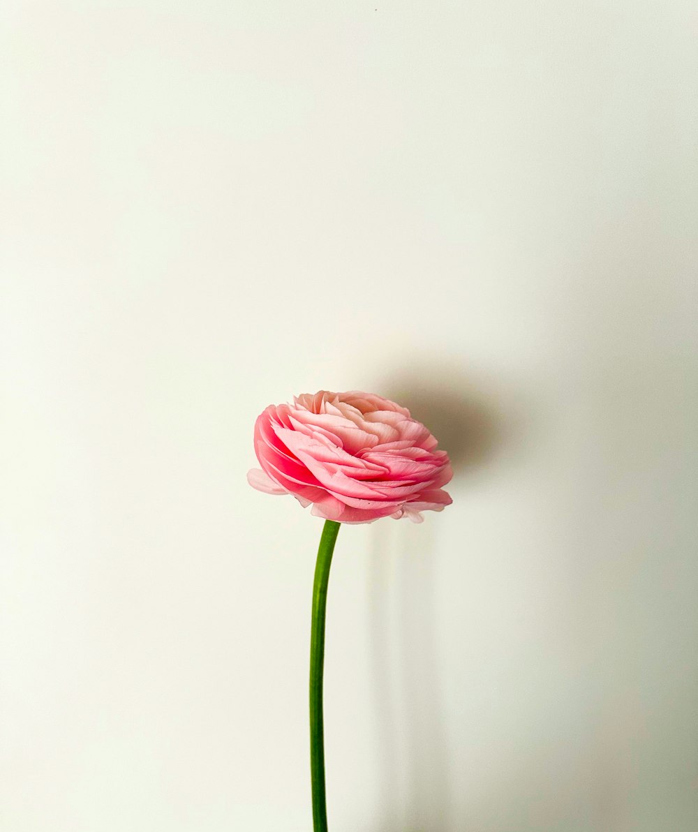 a single pink flower in a white vase
