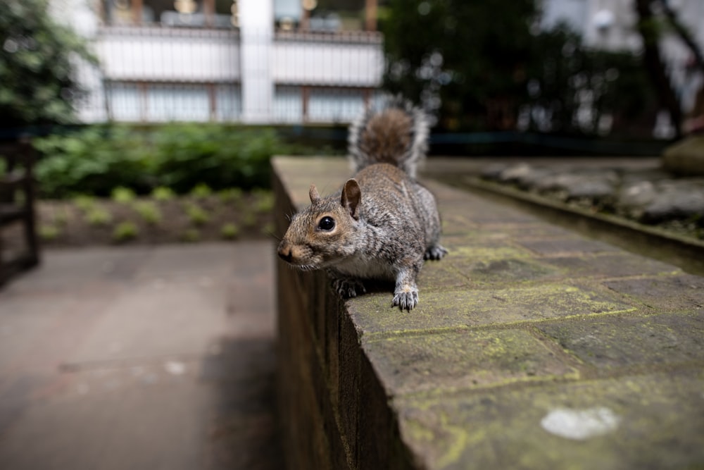 a squirrel is standing on the ledge of a building