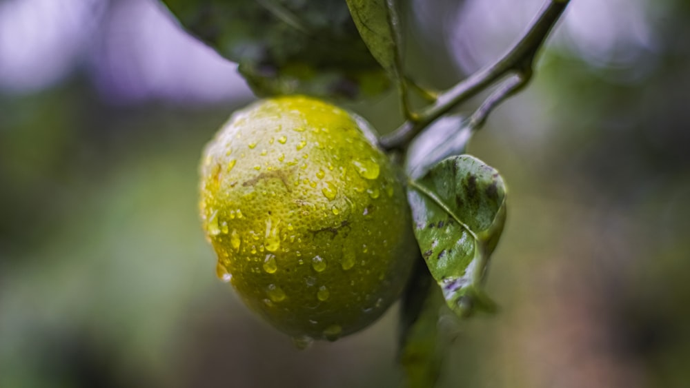 a close up of a green fruit on a tree