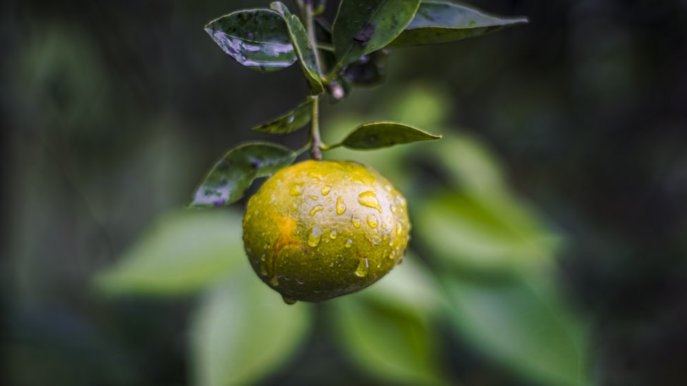 a close up of a lemon on a tree
