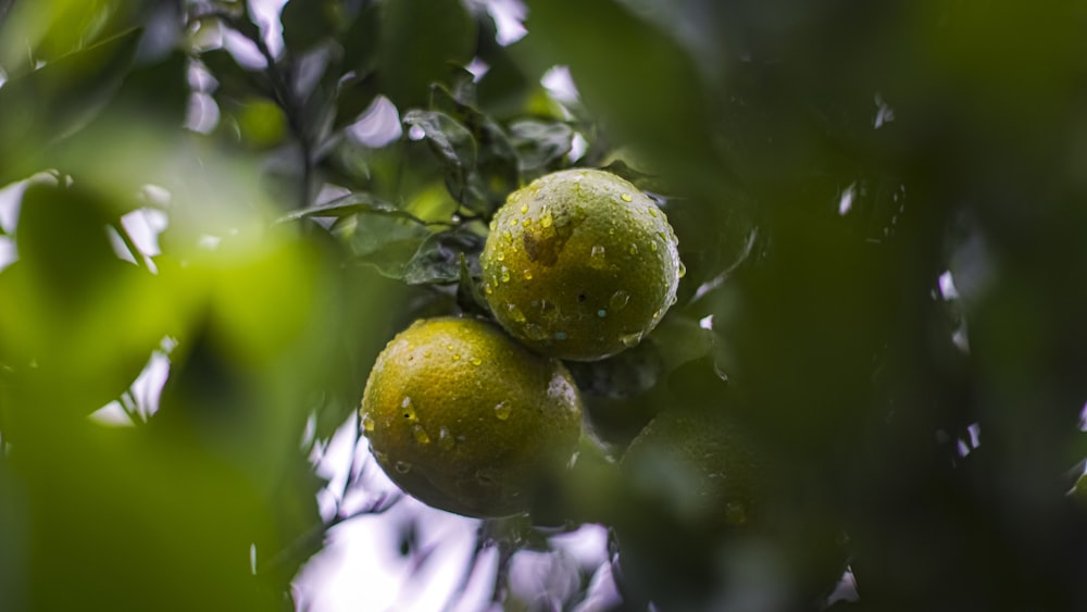 a couple of oranges that are on a tree