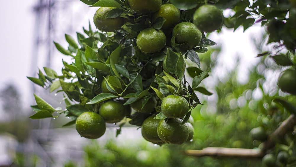 a tree filled with lots of green fruit