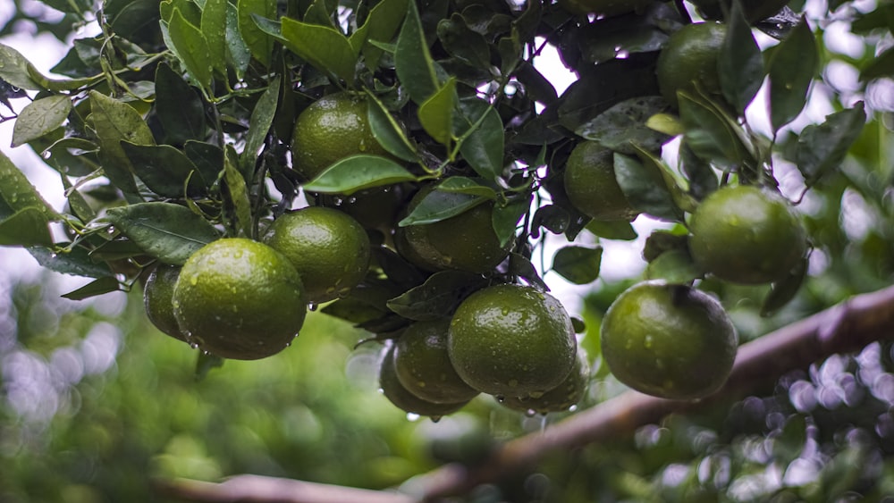 a tree filled with lots of green fruit