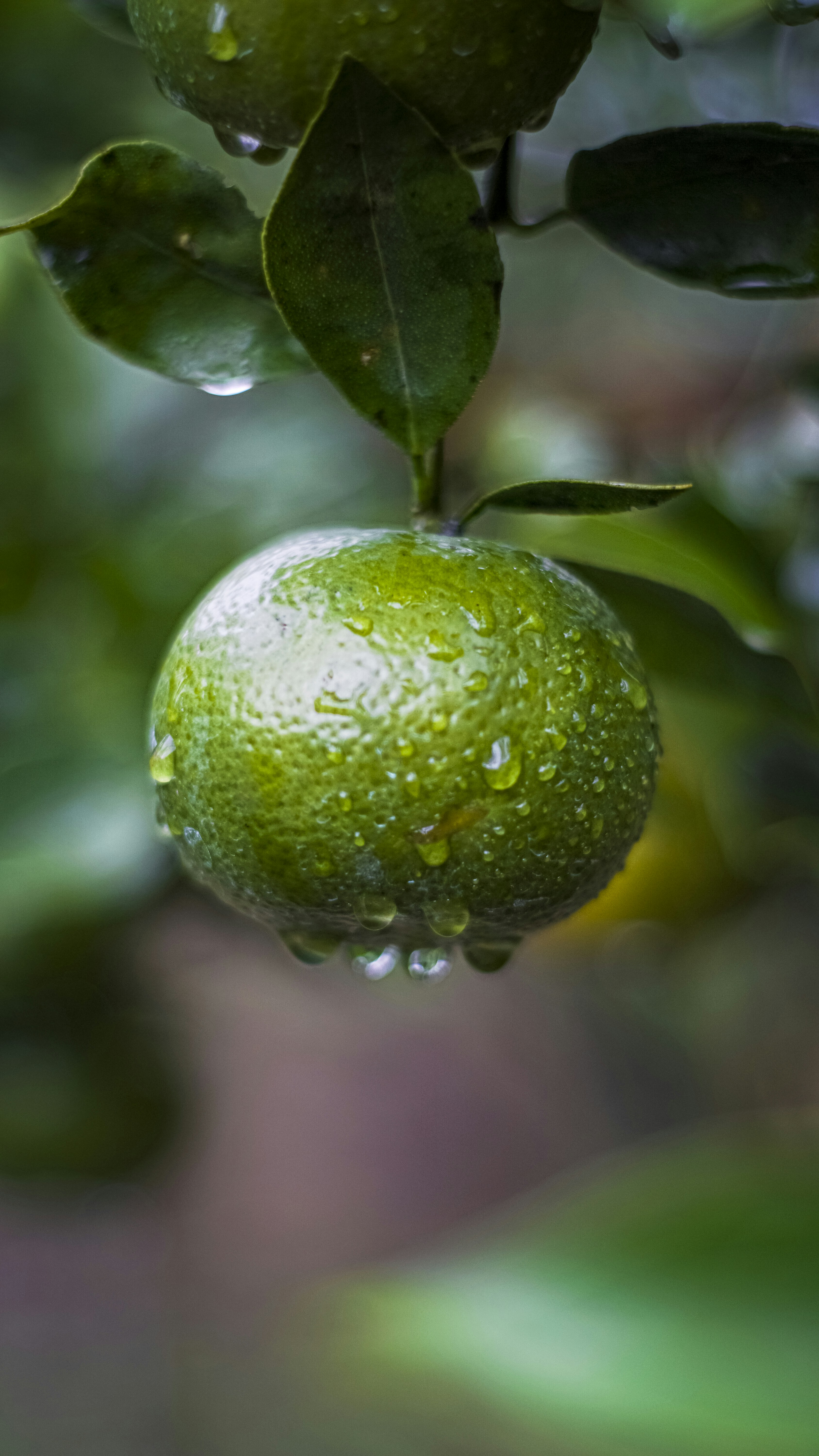 Photo by bartorumahorbo