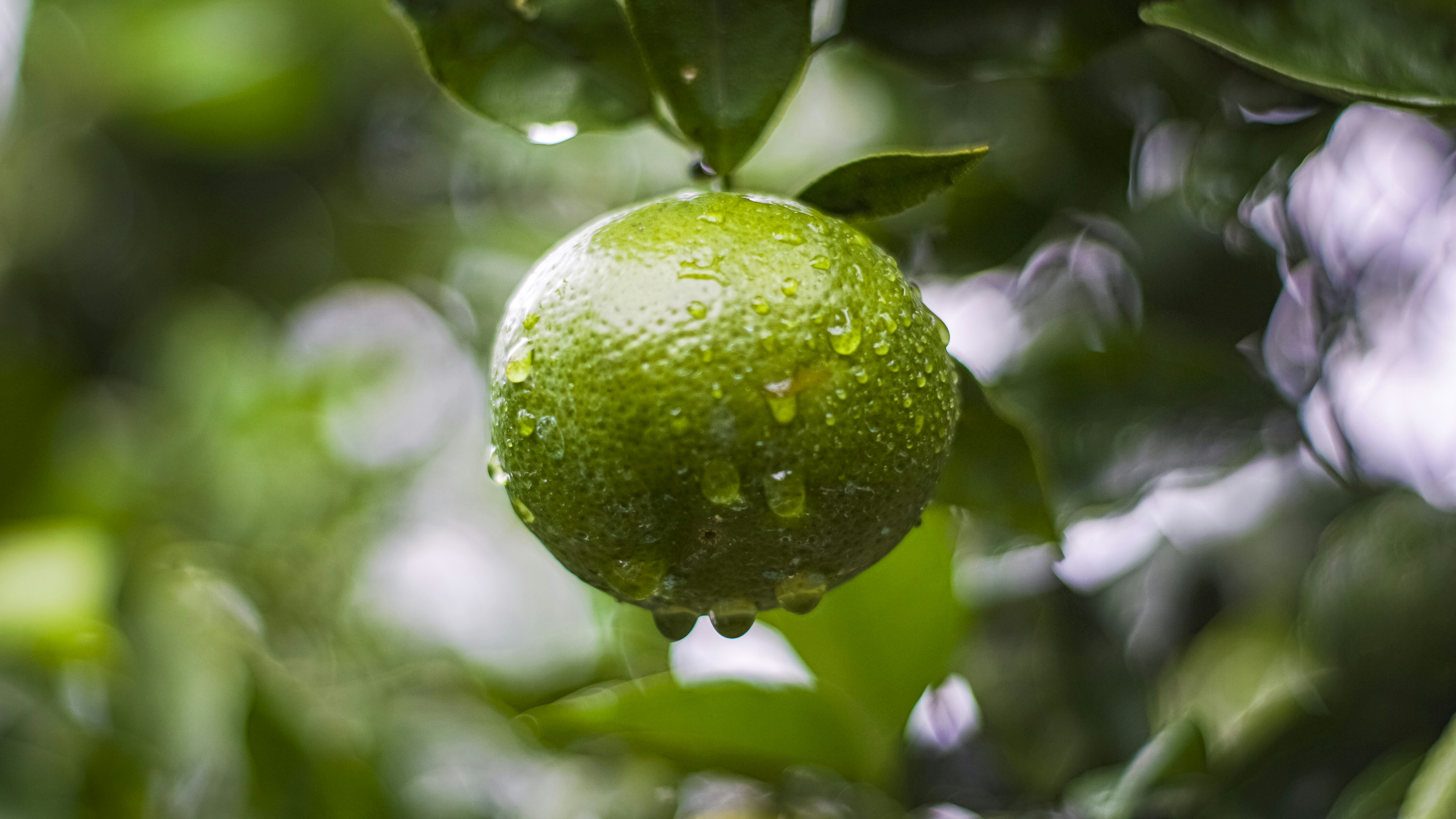 Photo by bartorumahorbo