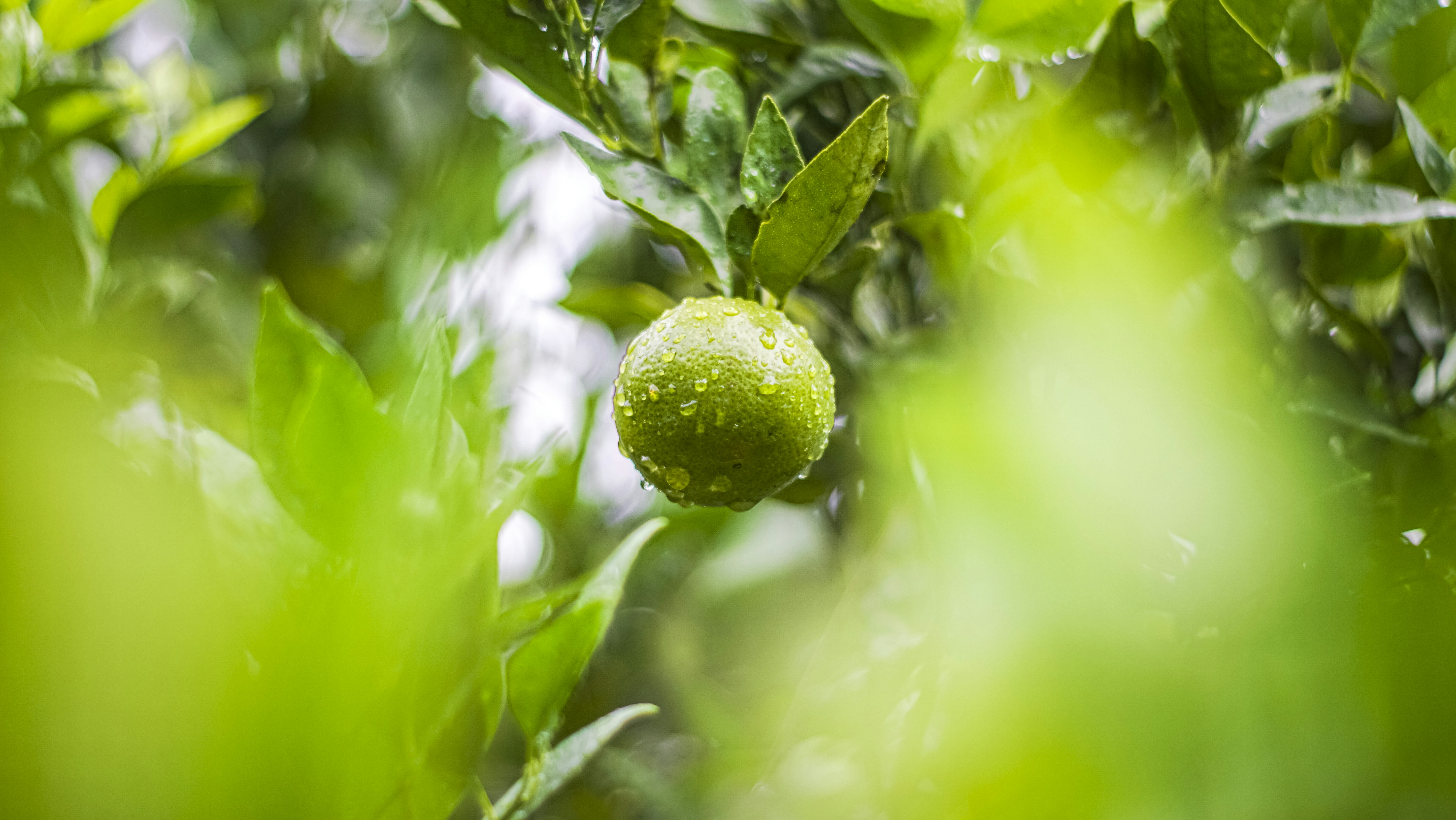 a green fruit growing on a tree branch