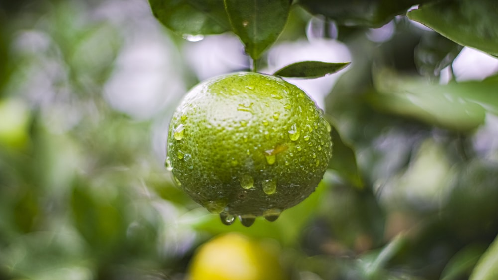 a lime hanging from a tree with water droplets on it