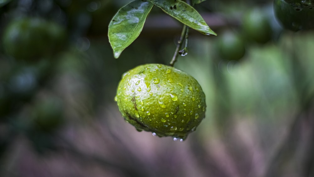 a green fruit hanging from a tree with water droplets on it