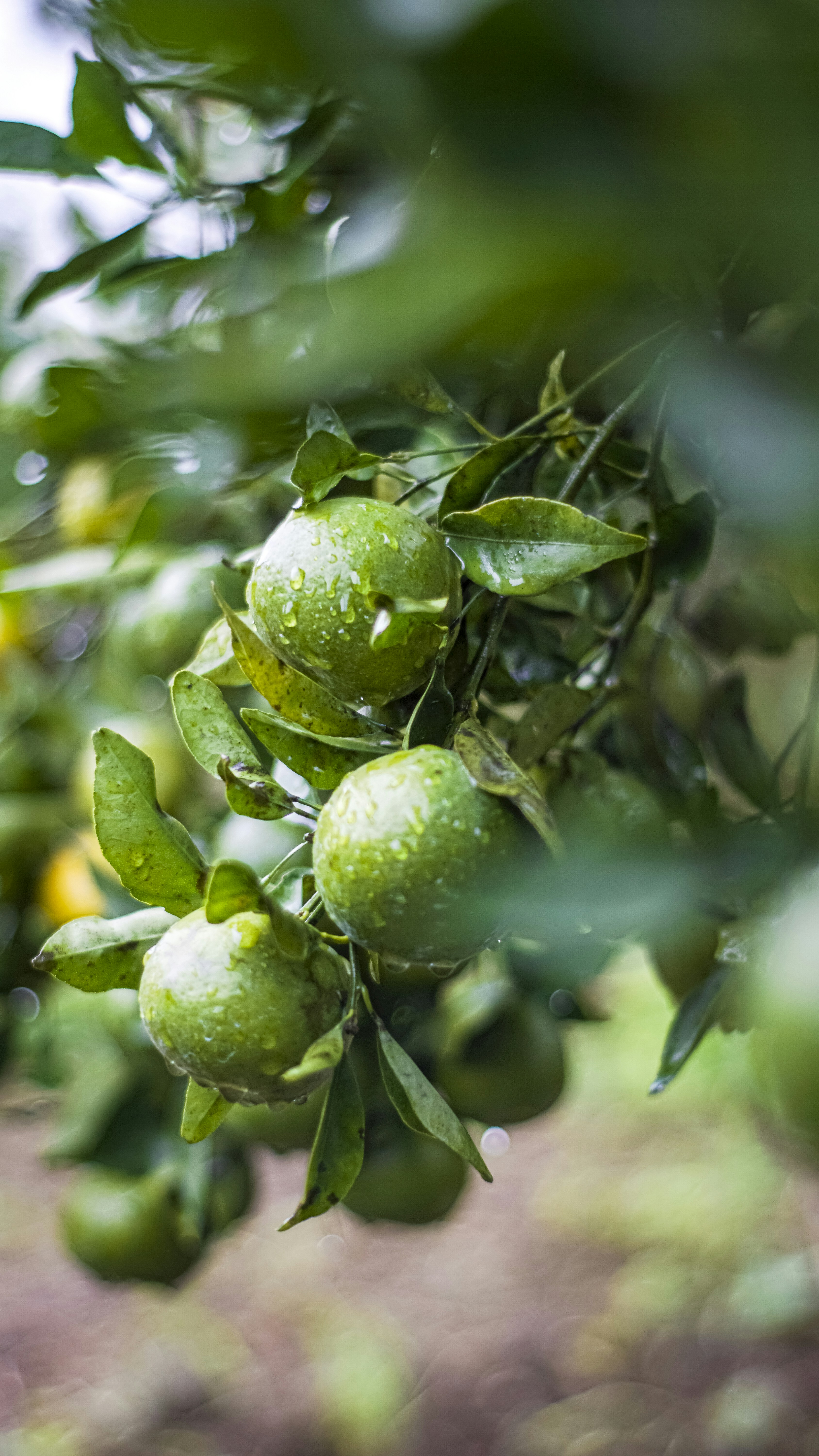 Photo by bartorumahorbo