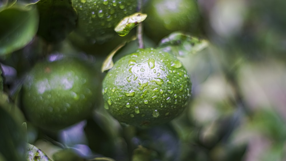 a group of limes hanging from a tree with water droplets on them
