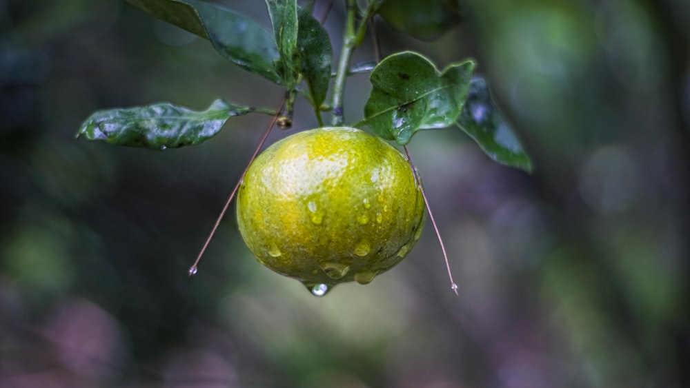 a close up of a fruit hanging from a tree