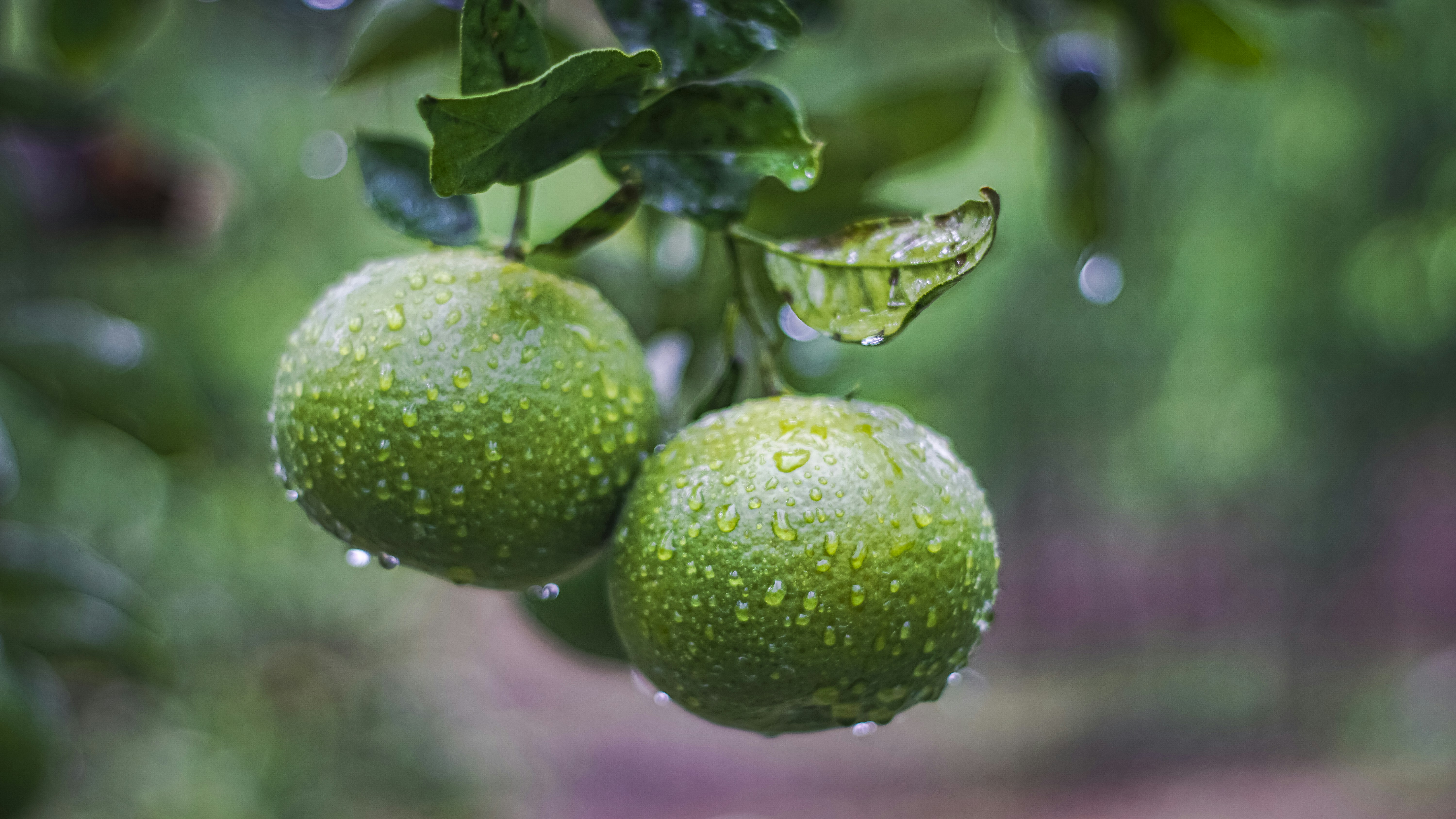 a couple of green fruit hanging from a tree