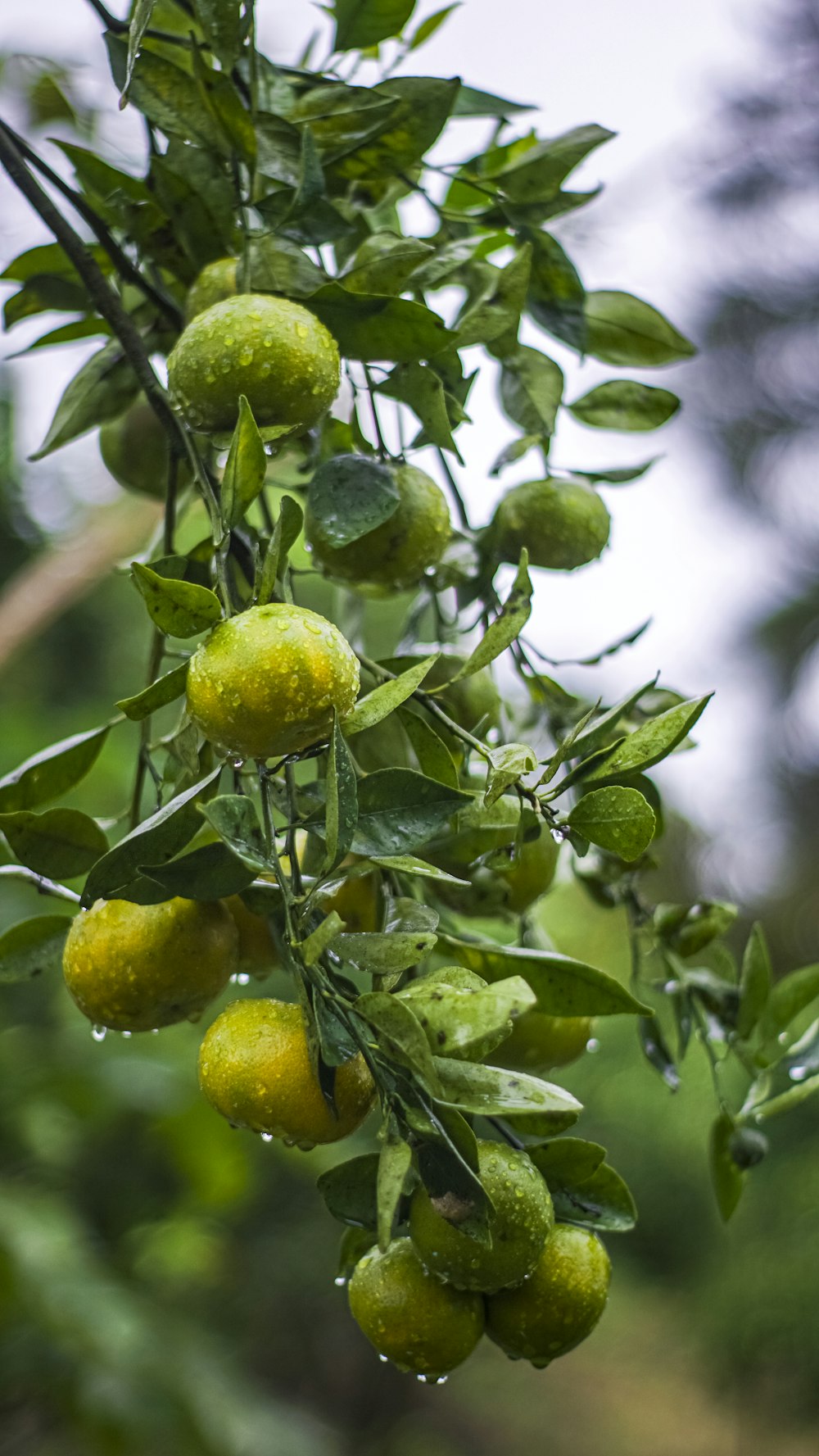 a tree filled with lots of green fruit