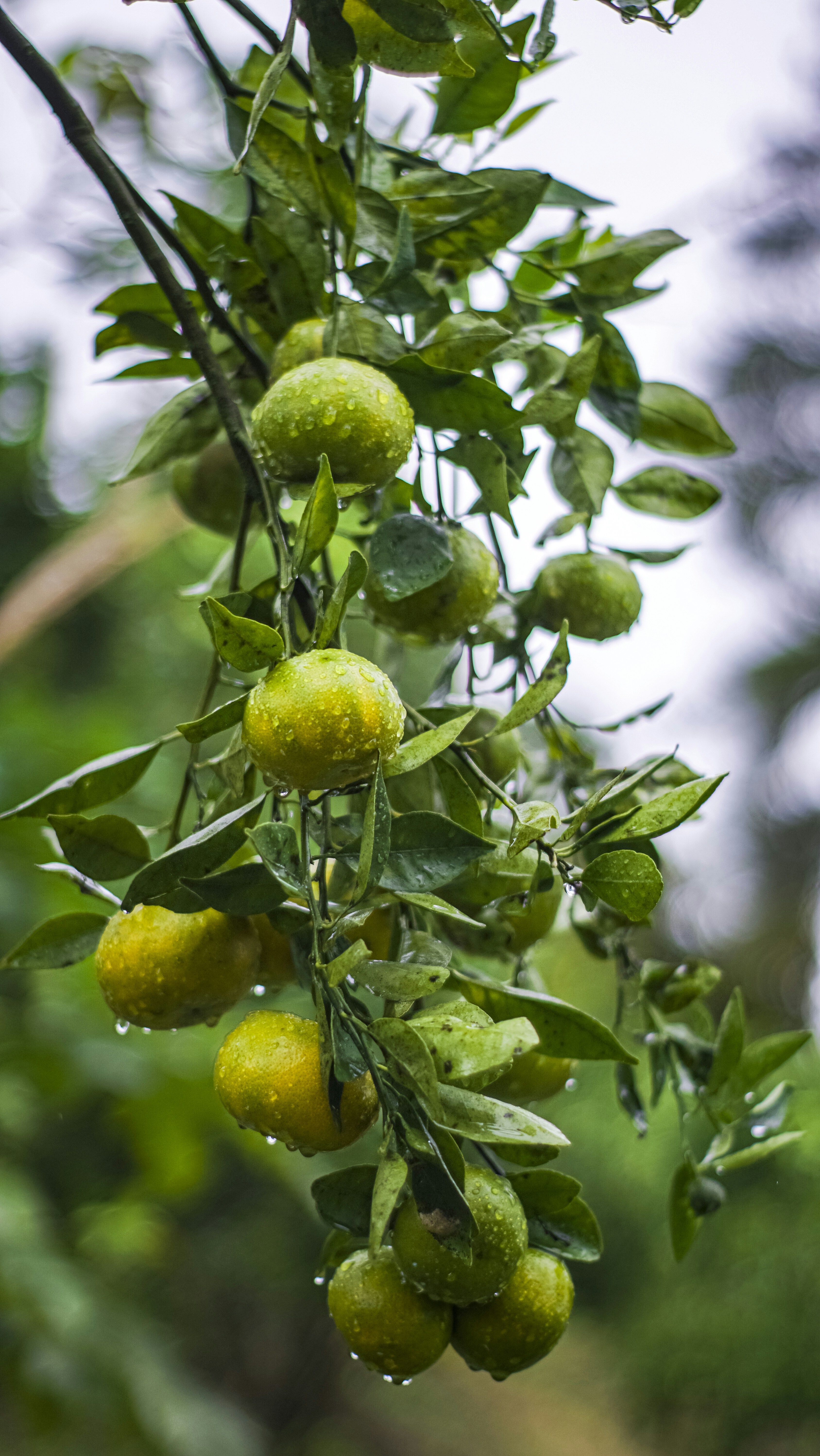 Photo by bartorumahorbo