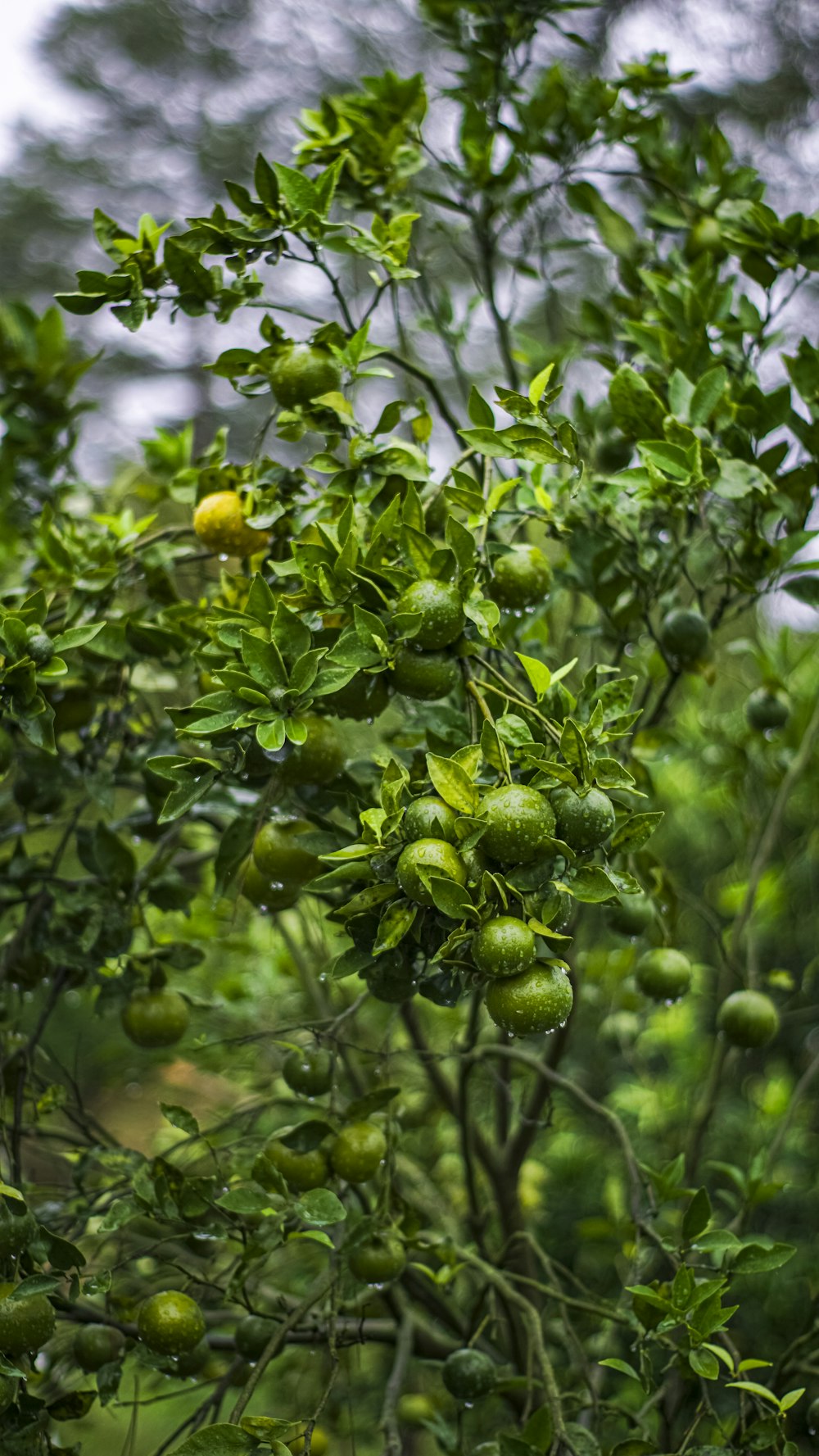 a tree filled with lots of green fruit