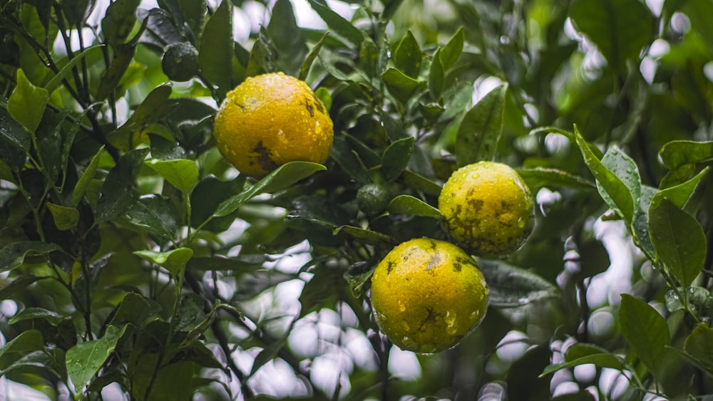 a group of lemons that are on a tree