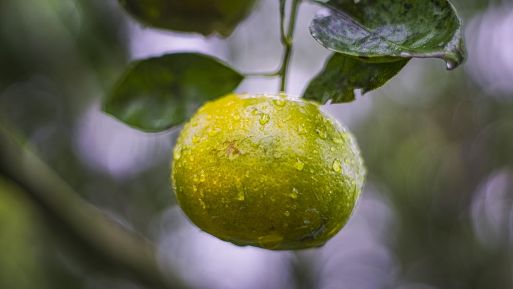 a green fruit hanging from a tree in the rain