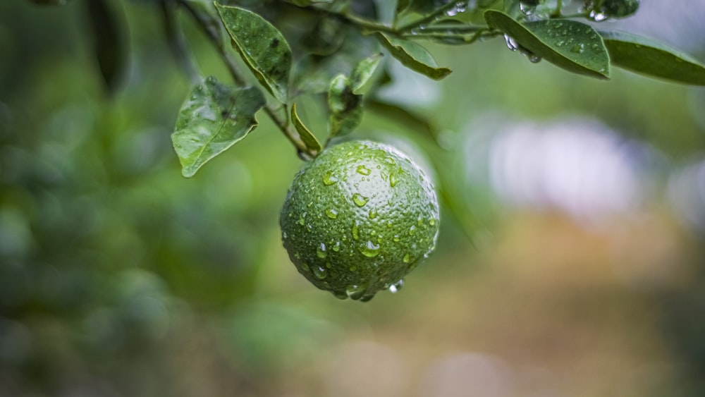 a green fruit hanging from a tree with water droplets on it