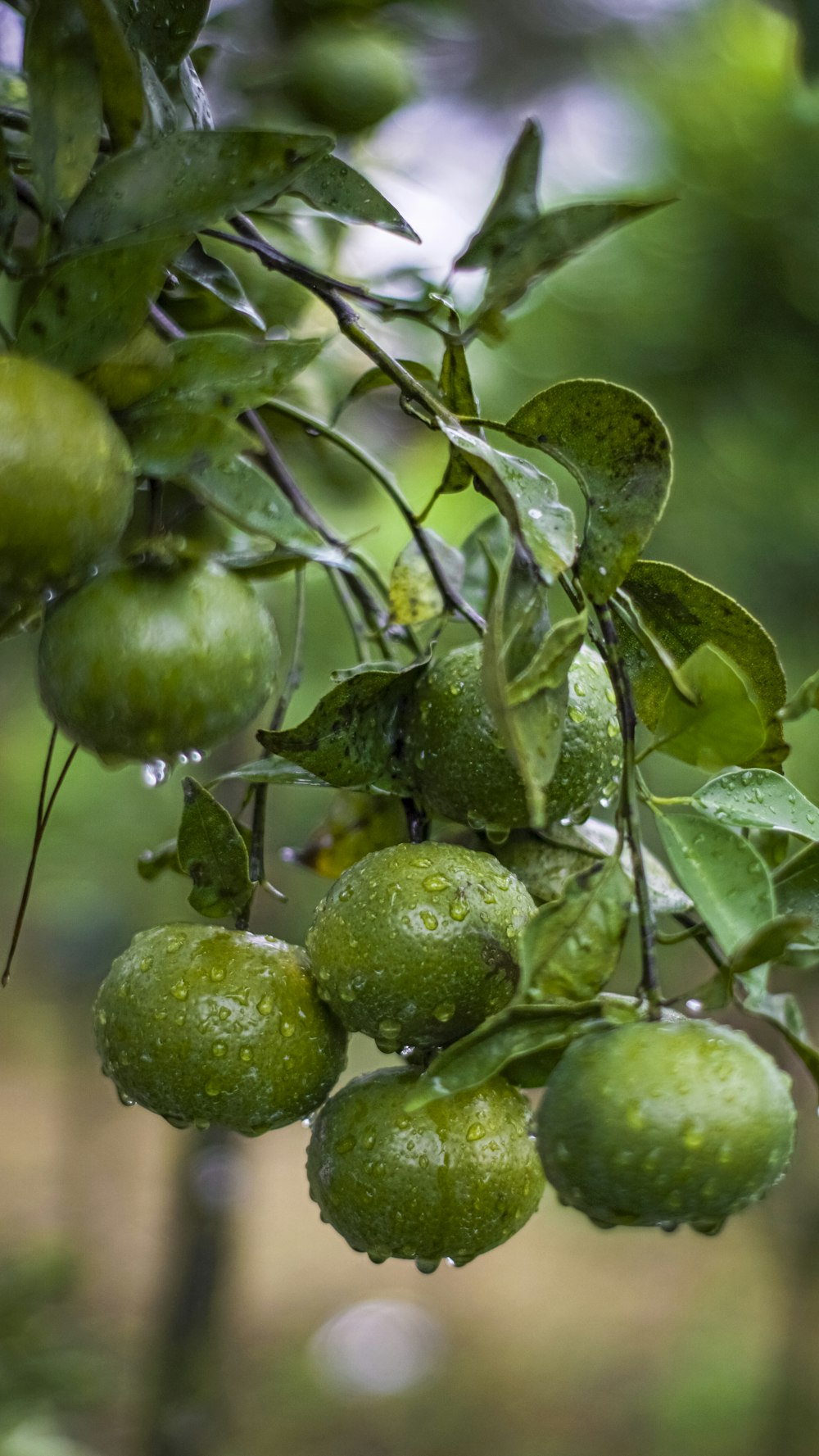 a tree filled with lots of green fruit