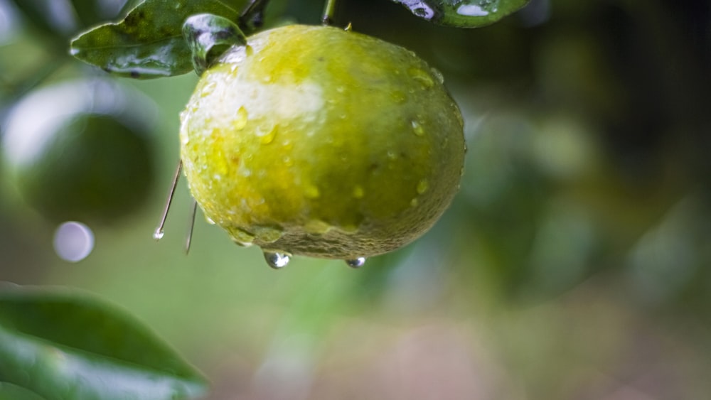 a green apple hanging from a tree in the rain