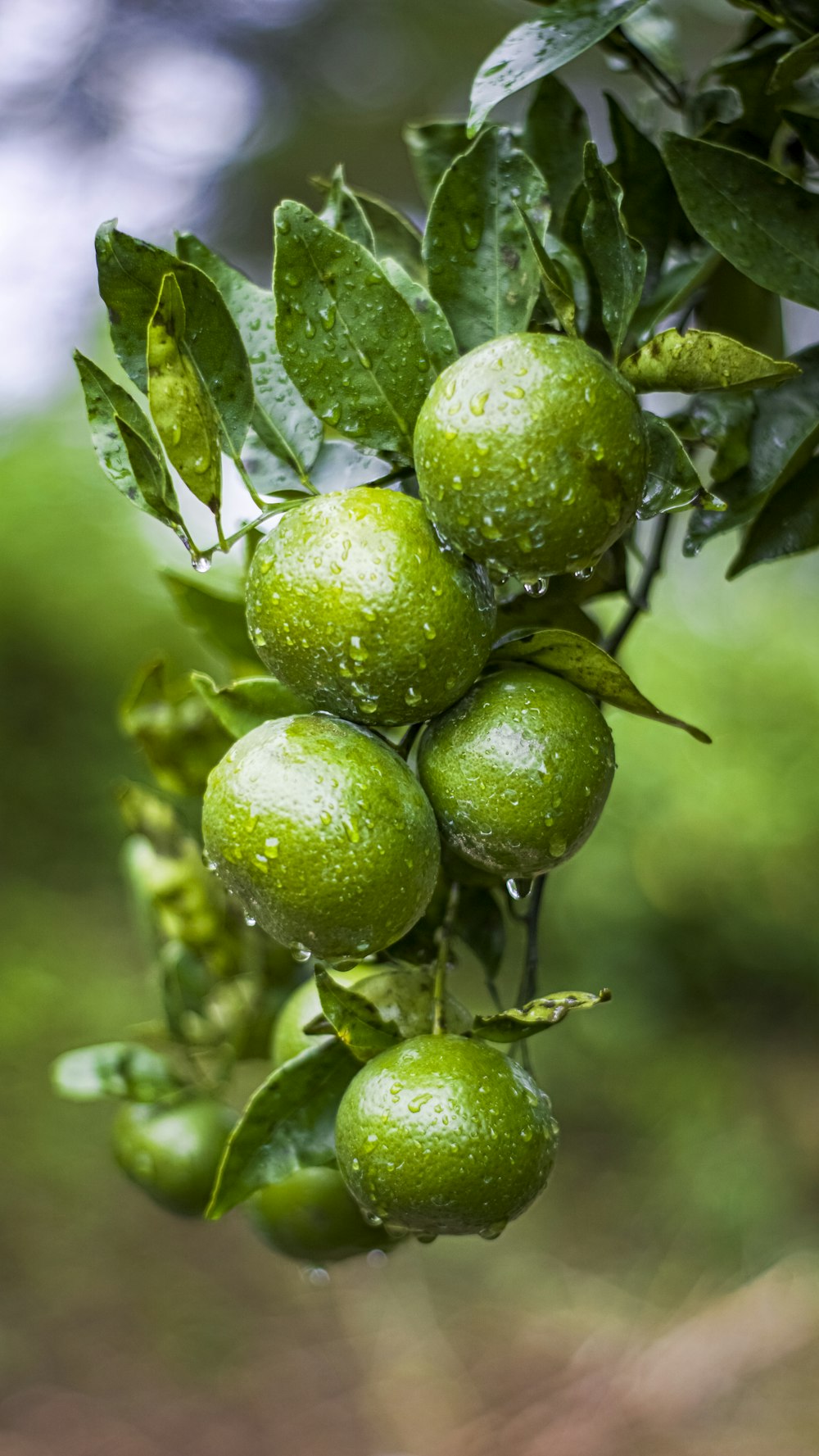 a bunch of green fruit hanging from a tree