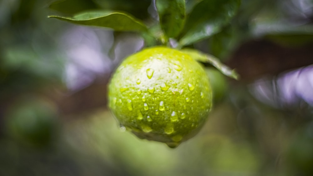 a close up of a green apple on a tree