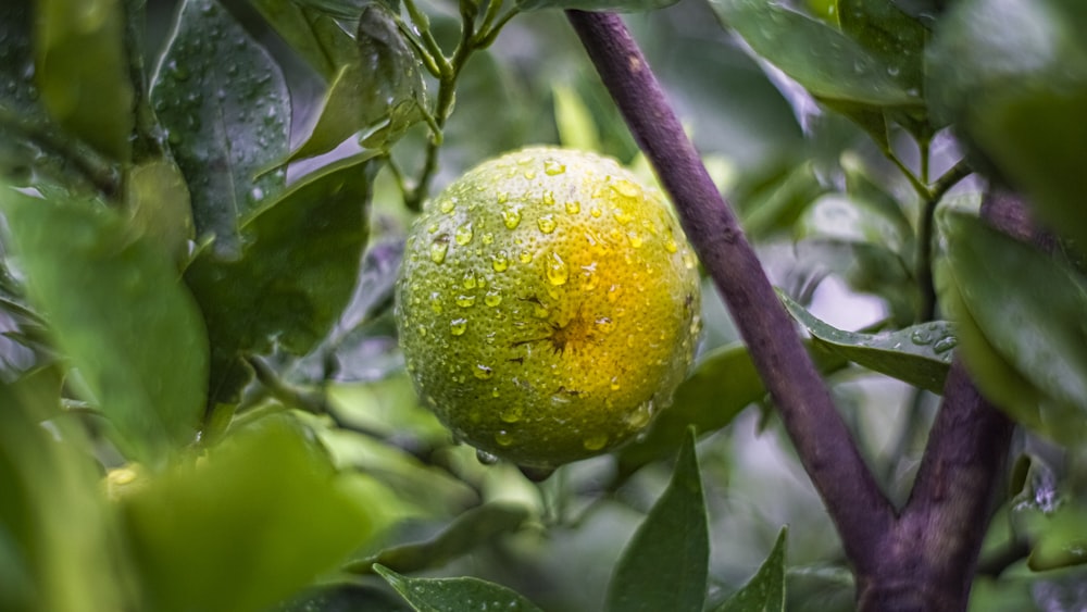 a close up of a fruit on a tree