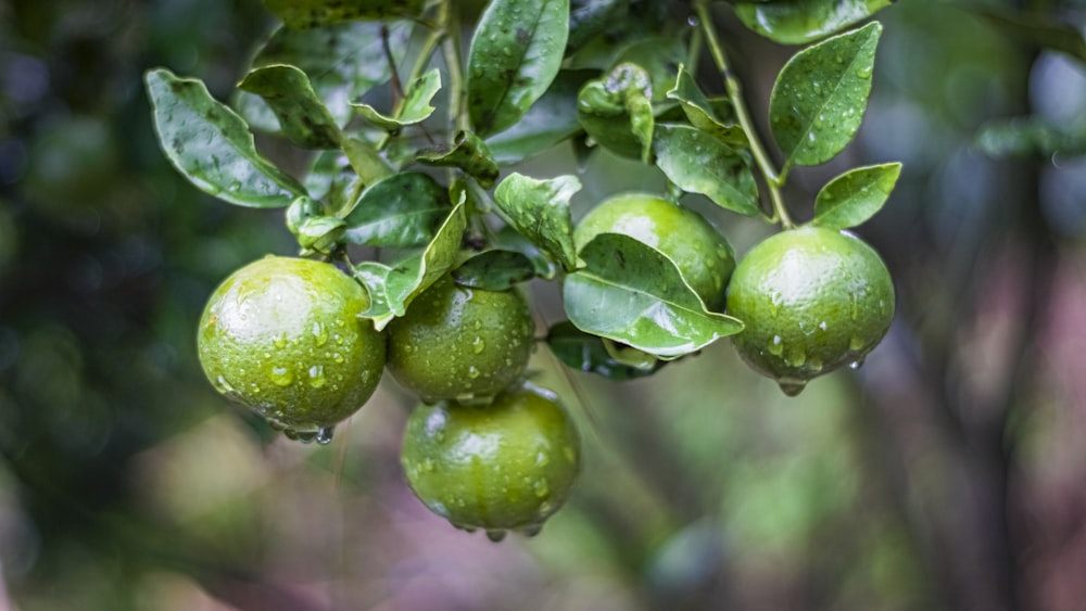 a bunch of green fruit hanging from a tree