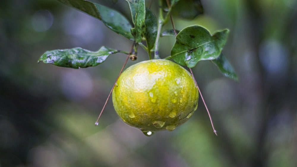a close up of a fruit on a tree