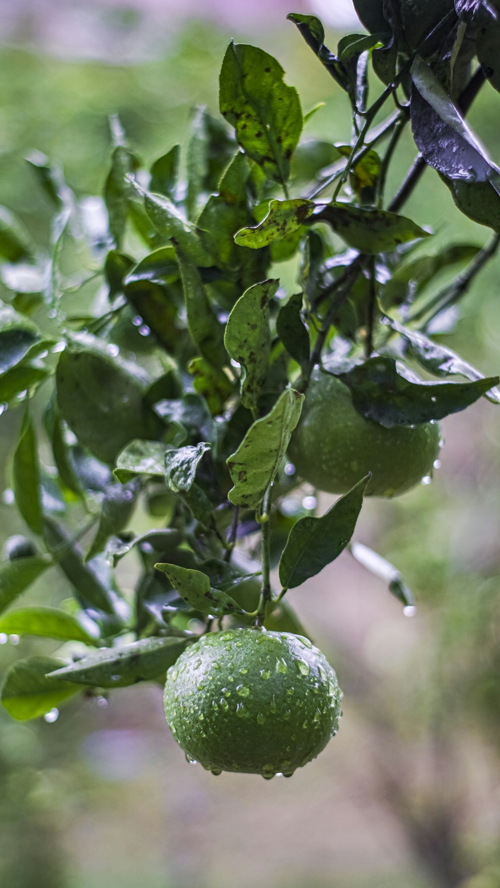 a lime hanging from a tree in a garden