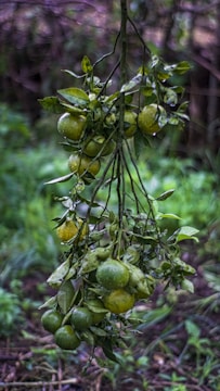 a bunch of fruit hanging from a tree