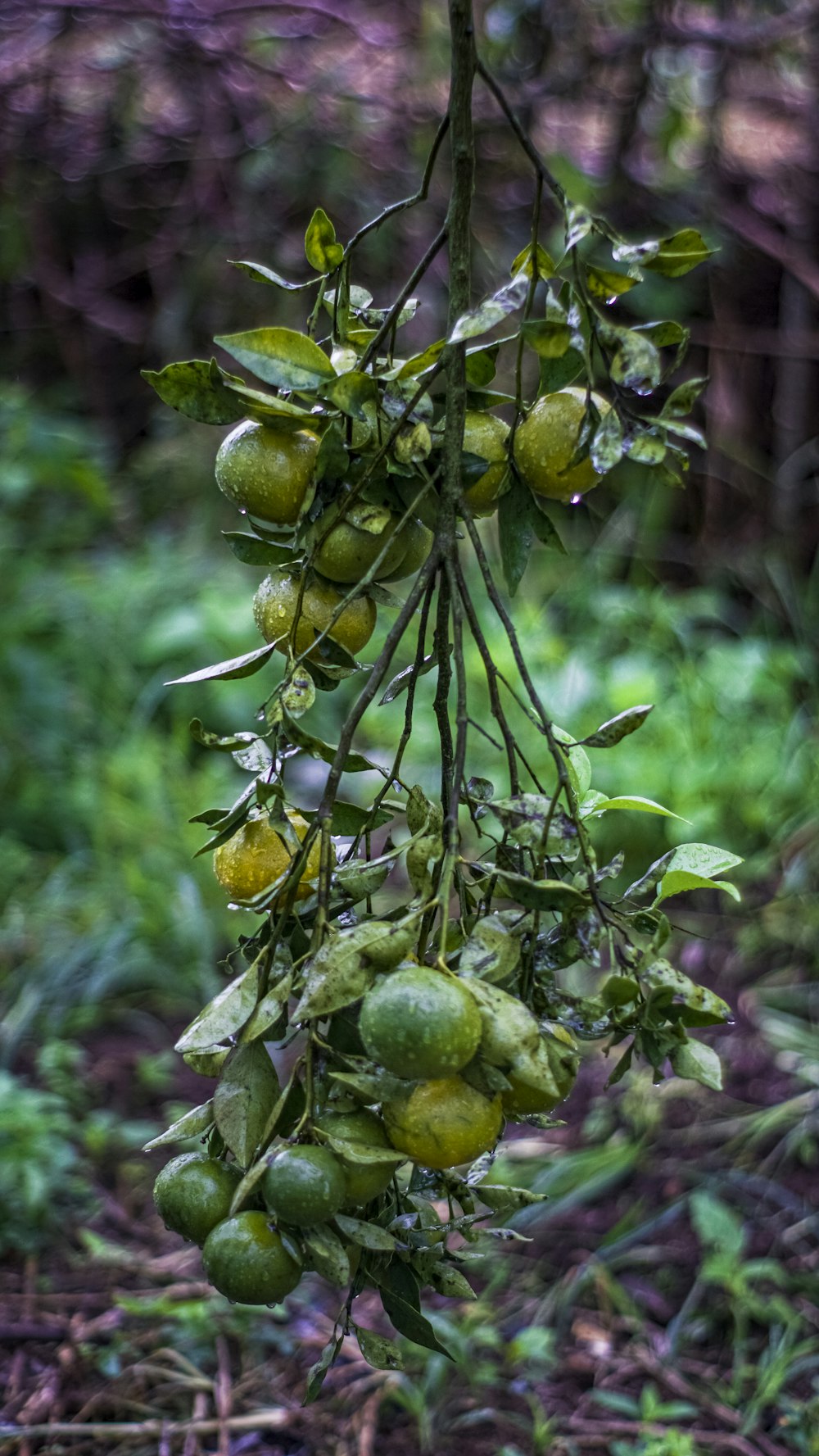 a bunch of fruit hanging from a tree