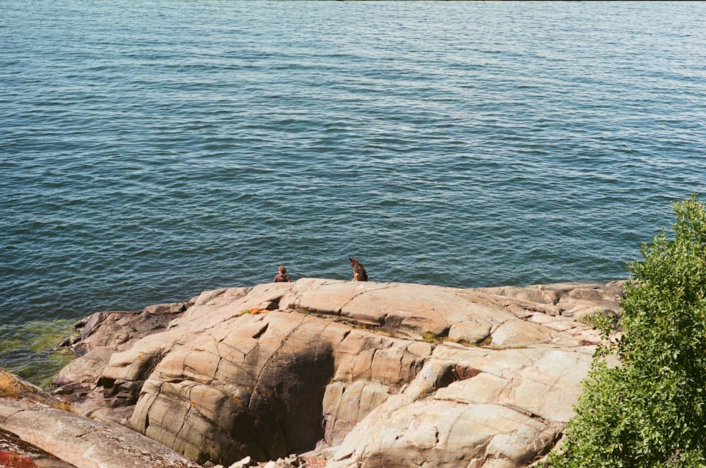 um par de pássaros sentados em cima de uma grande rocha