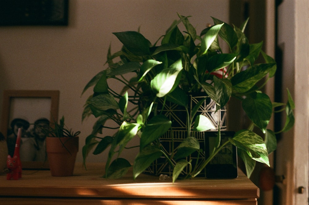 a green plant sitting on top of a wooden table