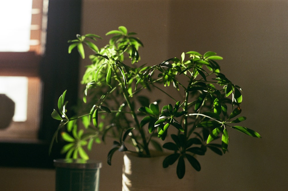 a potted plant sitting on a table next to a window