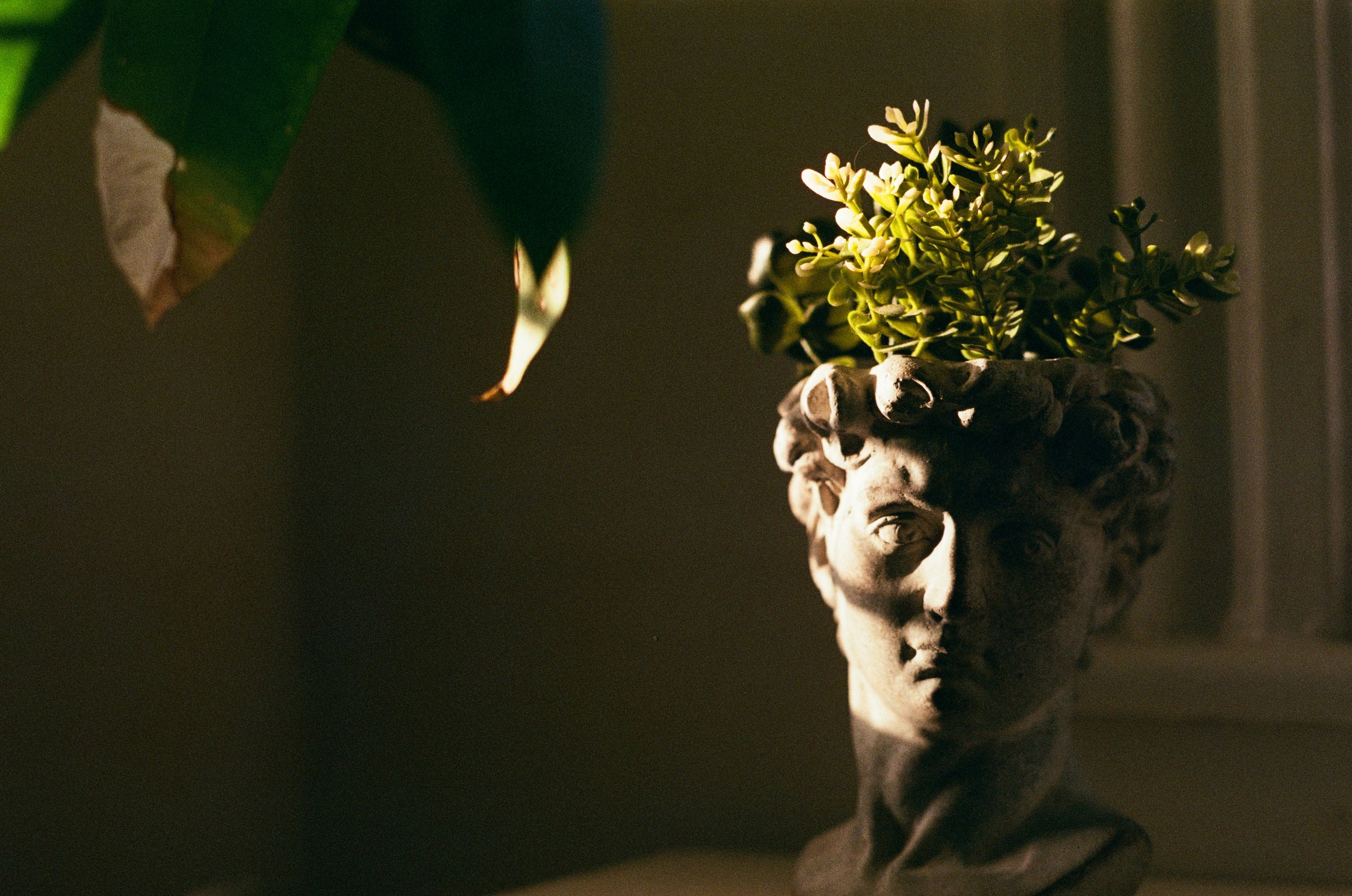 A marble bust sculpture with a small leafy plant growing from its head. The composition contrasts botanical life with stone against a dark backdrop.