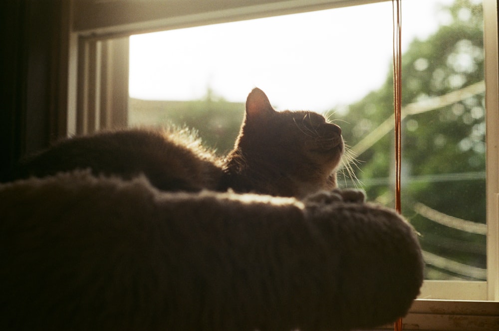 a cat sitting on a window sill looking out the window