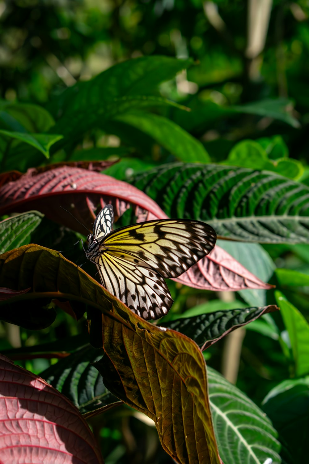 a butterfly sitting on top of a green leaf