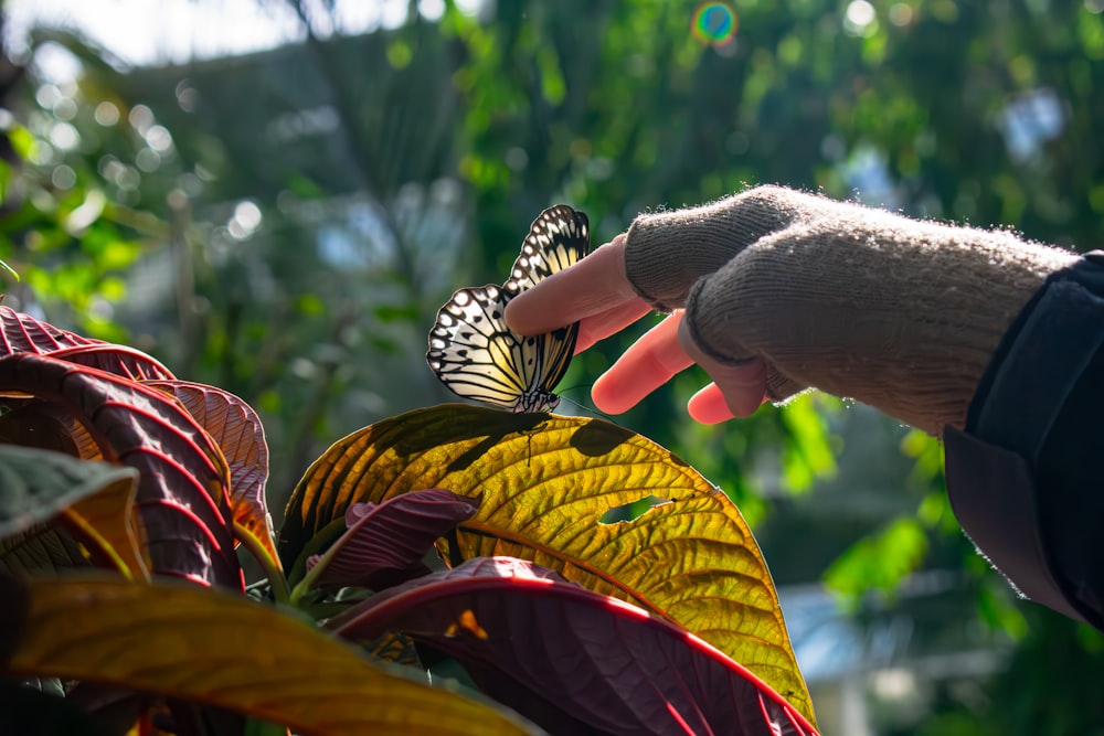 a hand reaching for a butterfly on a leaf