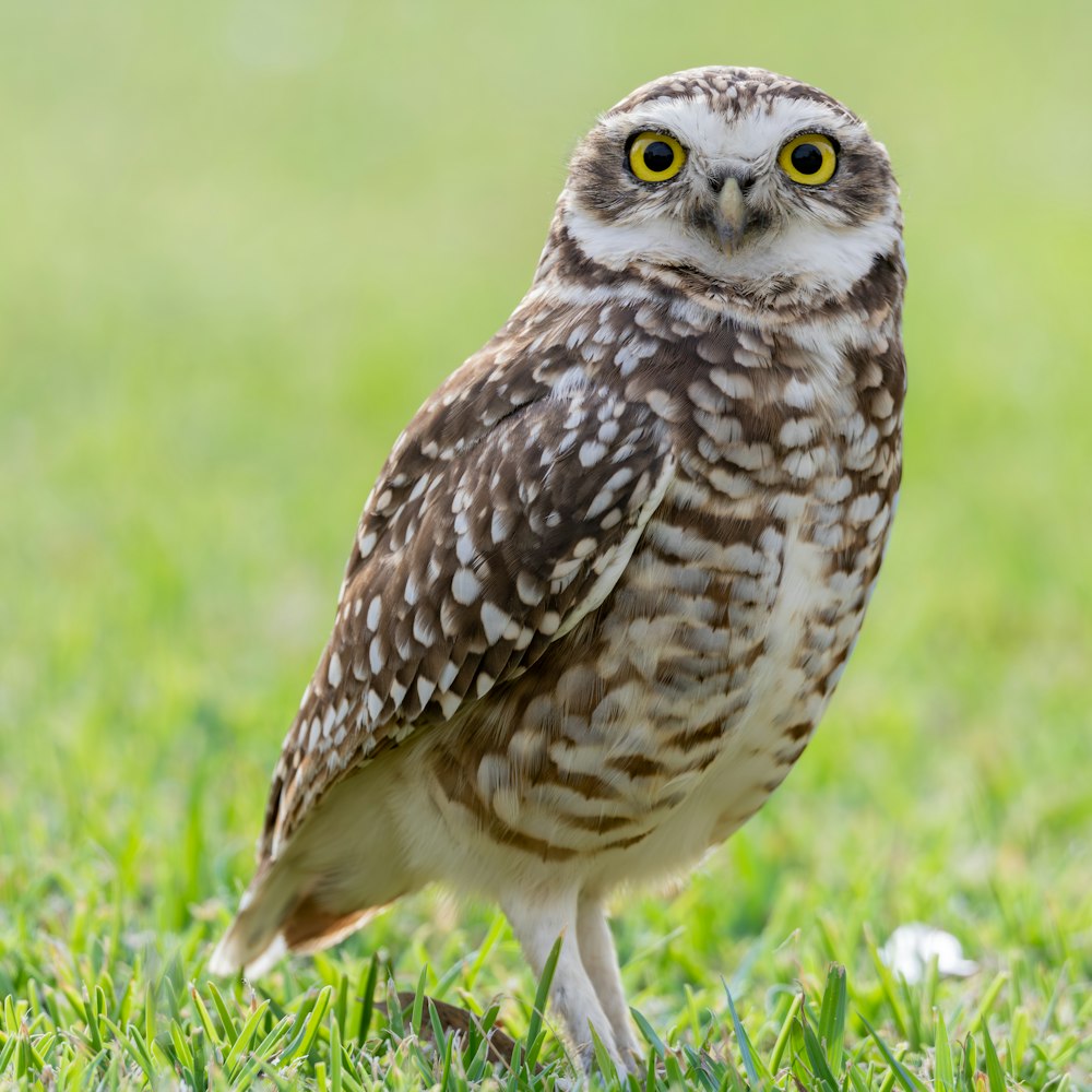 a small owl standing on top of a lush green field