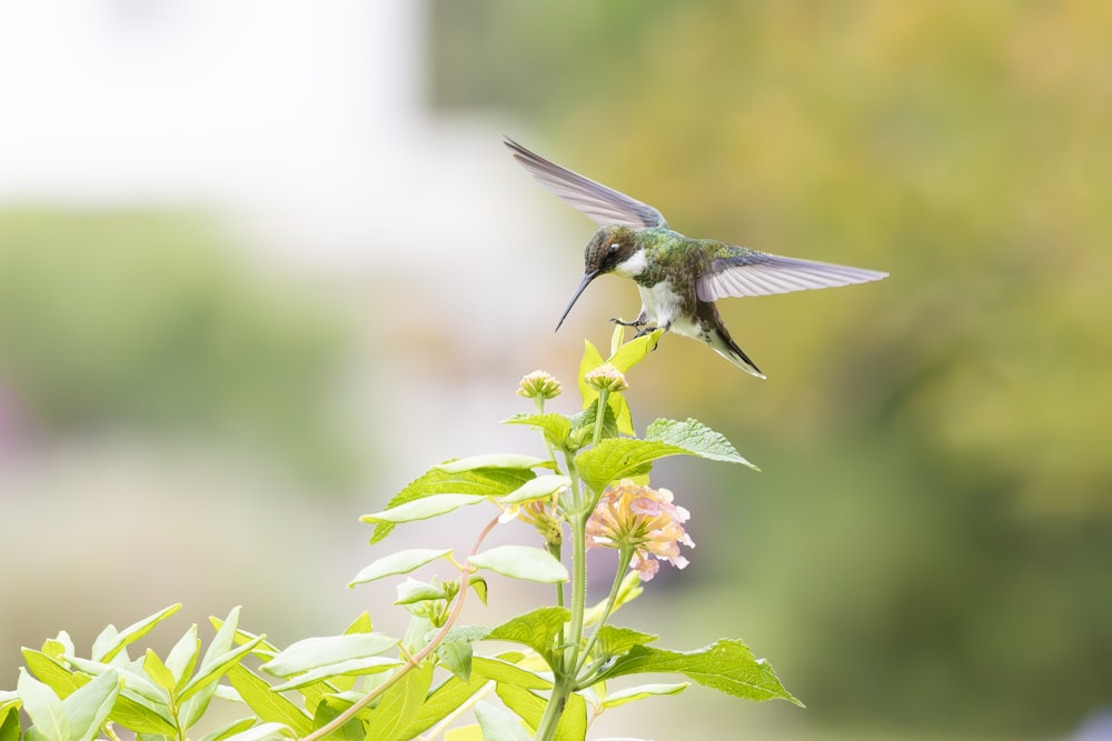 a hummingbird flying over a flower with a blurry background