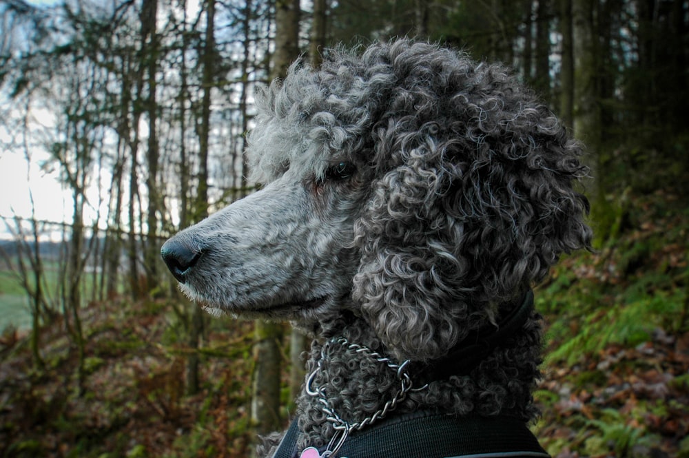 a close up of a dog with a chain around its neck