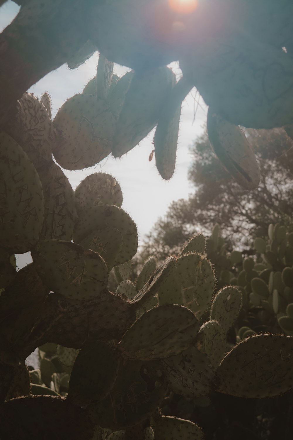 the sun shines through the leaves of a cactus