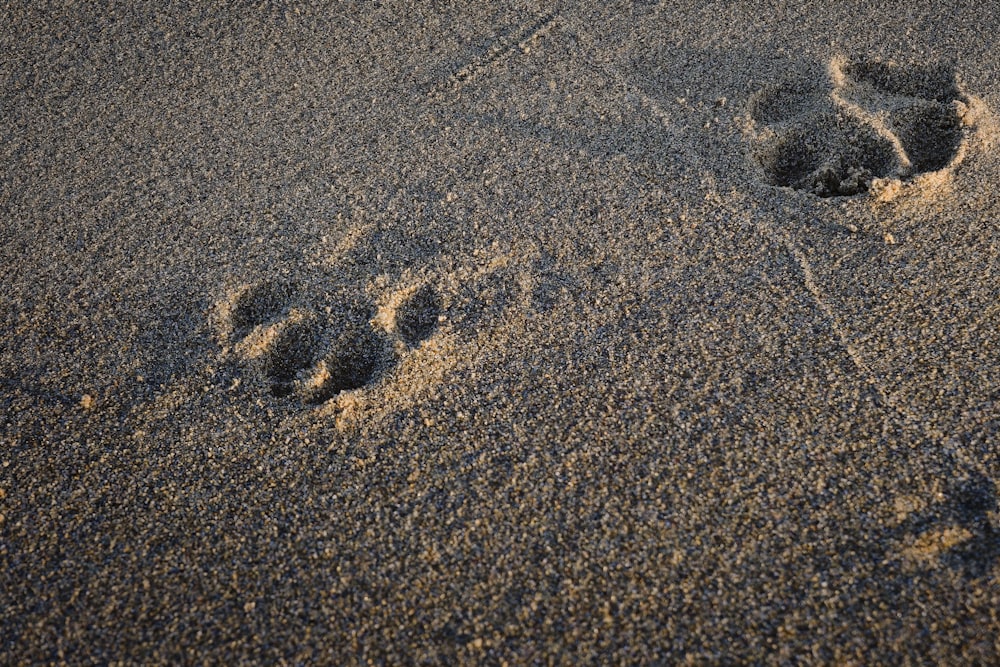 a dog paw prints in the sand on a beach