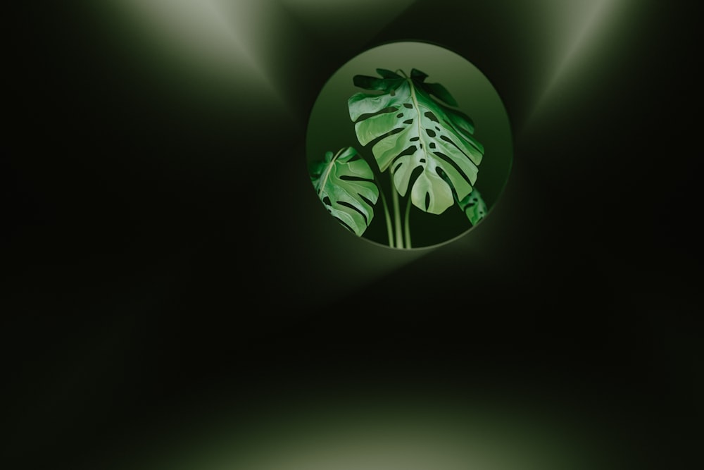 a picture of a green plant in a dark room