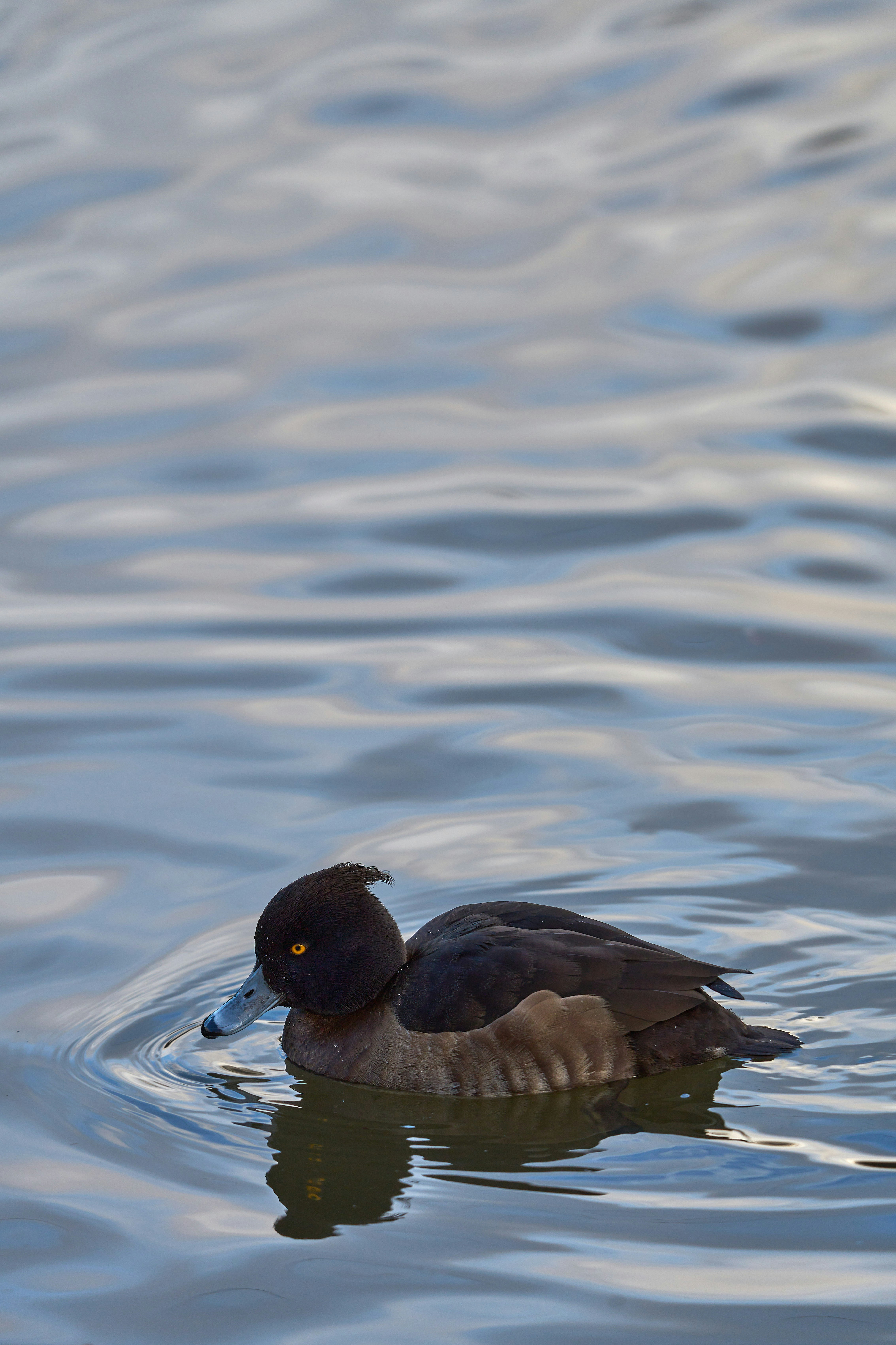 Photo by wolfgang_hasselmann